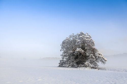 Arbre enneigé dans le brouillard