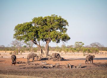 Afrikanischer Elefant (Loxodonta Africana) im Hwange-Nationalpark an einer Wasserstelle. von Kees van den Burg
