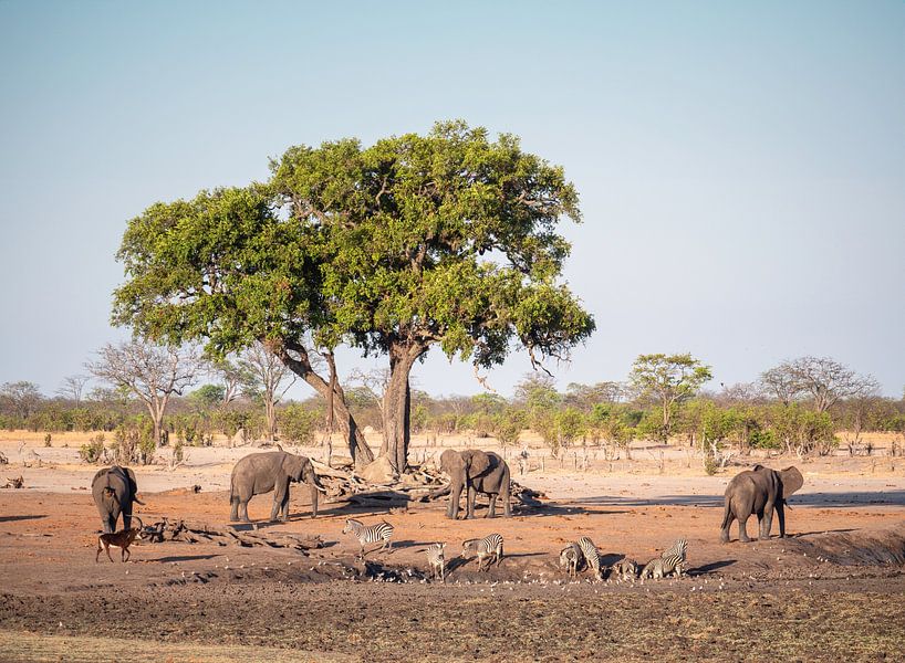 Olifanten (Loxodonta Africana) in Hwange National Park bij een waterpoel .