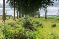 Bomen langs de Oude Biezenkreek, Aardenburg van Nico de Lezenne Coulander thumbnail