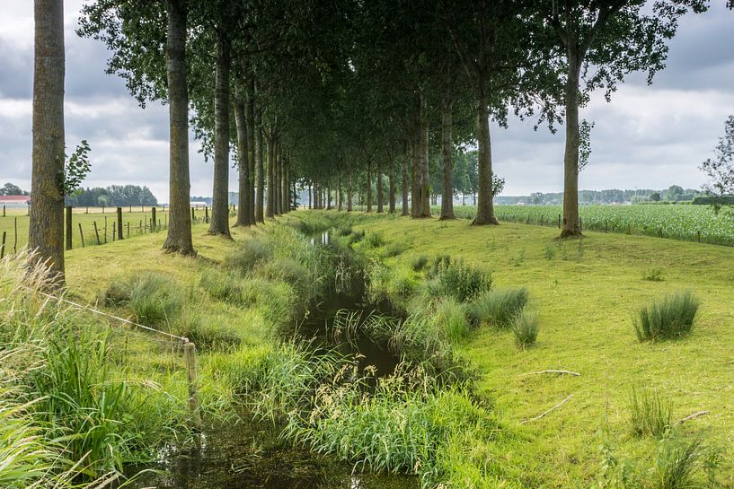 Bomen langs de Oude Biezenkreek, Aardenburg sur Nico de Lezenne Coulander