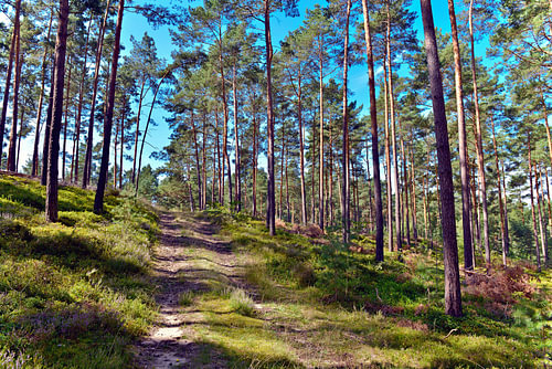 Sonniger Sommermorgen im zauberhaften Kiefernwald