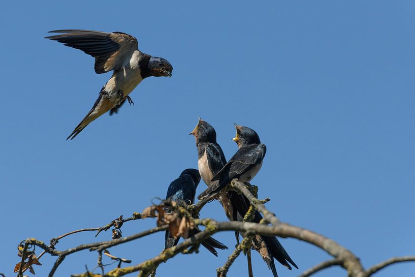 Schwalbe im Vorbeiflug von Gerry van Roosmalen