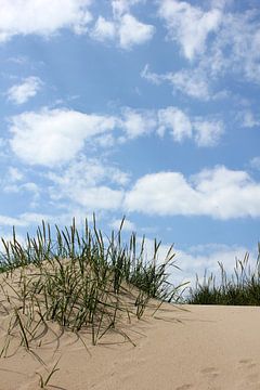 Marram grass