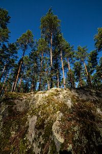 Forêt en Finlande
