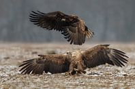 White tailed eagle von Menno Schaefer Miniaturansicht