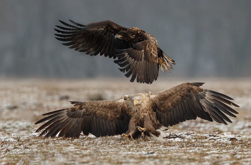 Europese Zeearend van Menno Schaefer