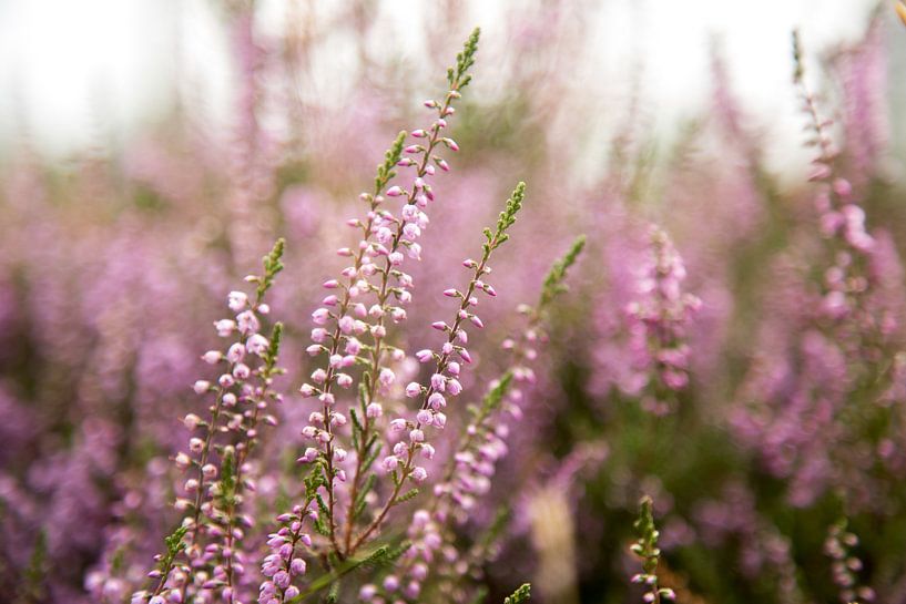 Bloeiende paarse heide bloemen. Bloeiende struikheide van Karijn | Fine art Natuur en Reis Fotografie