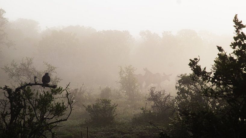Antelopes in the morning mist by Han Holstein
