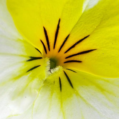 heartsease