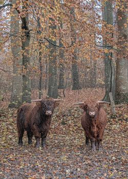Schotse Hooglandrunderen