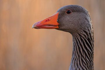 Portret van een grauwe gans van Horst Husheer