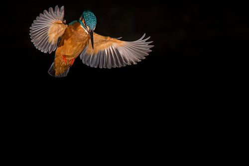 IJsvogel - Kingfisher