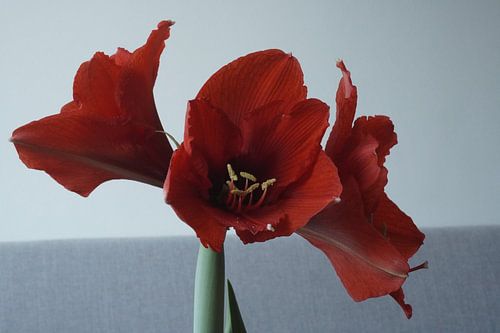 Amaryllis