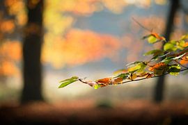 Unsere Freude von Kees van Dongen