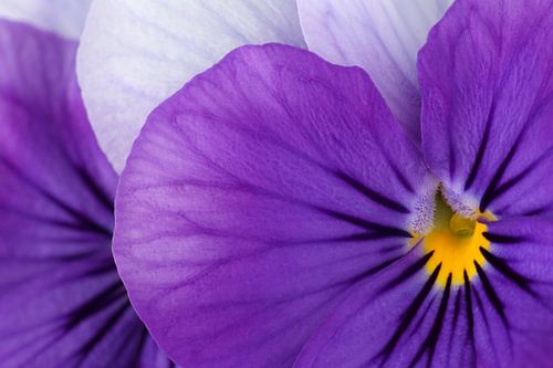 Close-up van Viooltjes