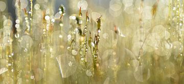 Moos mit Regentropfen von H.Remerie Fotografie und digitale Kunst