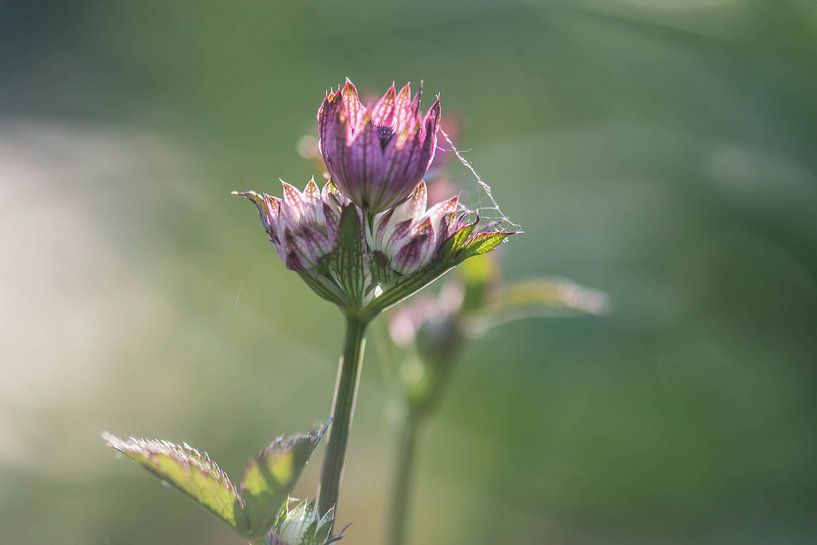 young Astrantia major by Tania Perneel