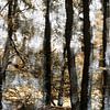 TreeArt by Loulou Beavers