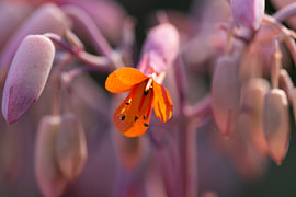 Kalanchoe fedtschenkoi von Heidi van den Bogaard