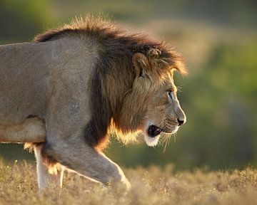 LP 71318888 Leeuw met achtergrond verlichting in het wild, Zuid-Afrika van BeeldigBeeld Food & Lifestyle