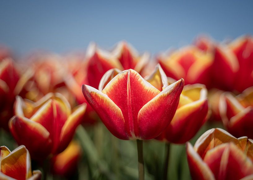 Red tulips in the field by Margreet Riedstra