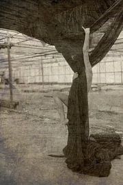 Klettern auf den Baumwollbaum von Herman Peters