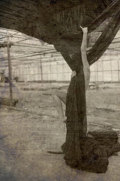 Klettern auf den Baumwollbaum von Herman Peters