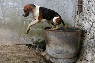 Foxhound taking a bath 3 van Wybrich Warns