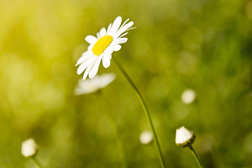 Bloem by Maren Oude Essink