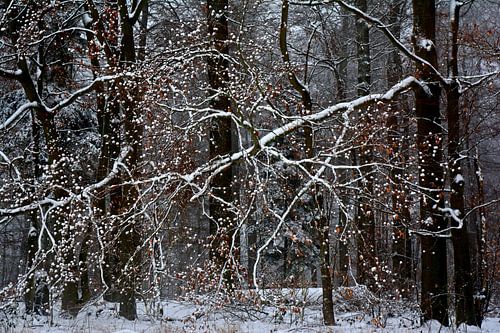 WINTERSPROOKJE 1