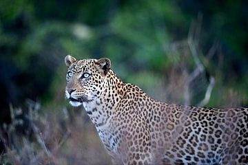 Leopard mit blauen Augen. von Louis en Astrid Drent Fotografie