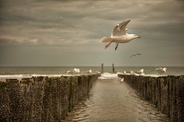 seagull on the way by anne droogsma