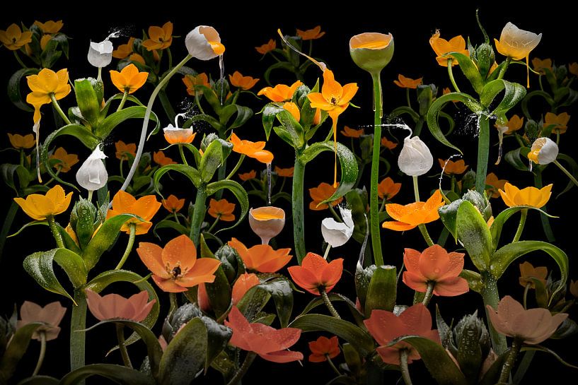Caltha palustris von Olaf Bruhn