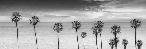 CALIFORNIA Lovely Palm Trees at the Ocean | monochrome panorama
