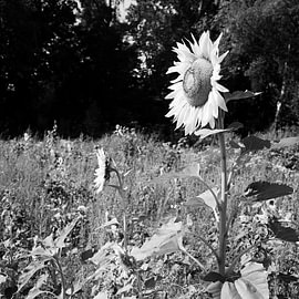 2 zonnebloemen van Pieter Muller