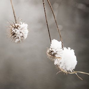 Kuscheln im Schnee