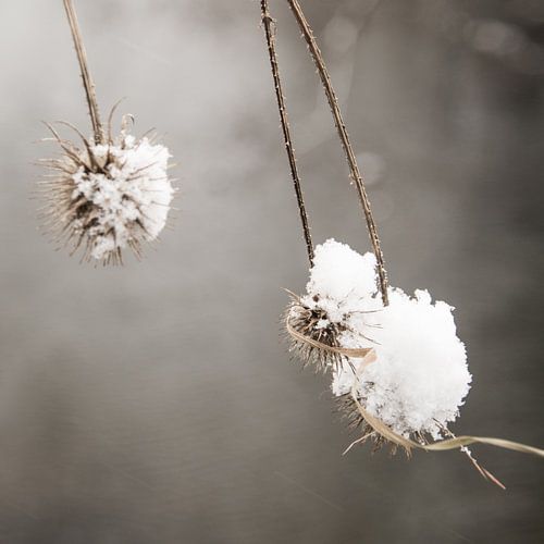 Cuddling in the snow