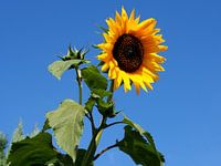 Sommerfreuden