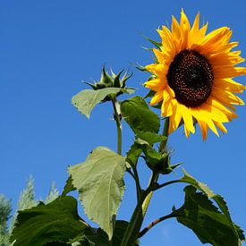 Sommerfreuden von Roland Klinge