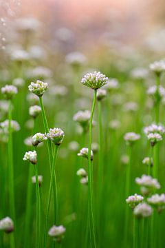 Veld met witte bloemen - Vlinderhof Maximapark van Marianne Eggink - Fotografie en digitale kunst