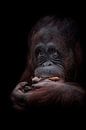 Grappige orang oetan gezicht van Ron Meijer Photo-Art thumbnail