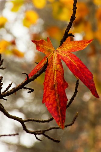 Color of impermanence
