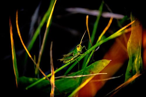 Groene sprinkhaan in het gras van Timo Videc