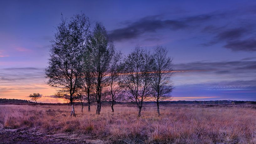 Birch trees on a warm lit heathland at sunset by Tony Vingerhoets