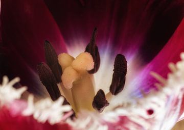 Tulip with jagged edge by Hans Heemsbergen