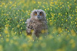 Eurasian Eagle Owl (Bubo bubo) by Ronald Pol