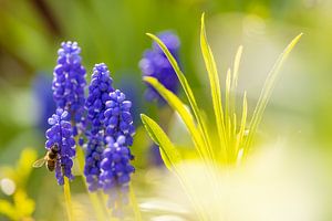 Biene im Frühlingsgarten