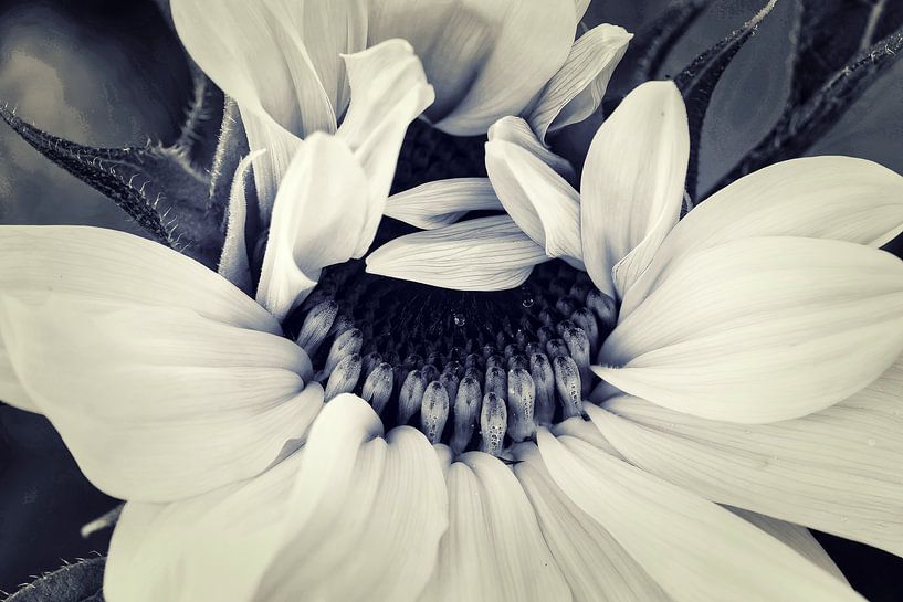 Couleurs chaudes et douces du tournesol par Saranda in t Veld Fotografie