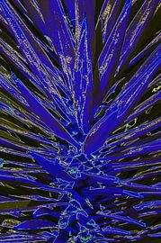 Agave in blau von De Rover